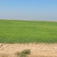 زمین کشاورزی روستای مرعی