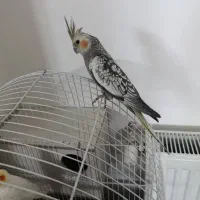 عروس هلندی|پرنده|محمدیه-قزوین, |دیوار