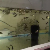 ماهی گوپی بلک متال ۸۰ عدد یکجا