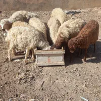 بره بزغاله میش گوسفند