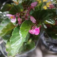 گل به مناسبت روز مادر|گل و گیاه طبیعی|کوهدشت, |دیوار