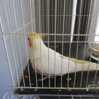 فروش عروس هلندی نر