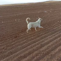 سگ دورگه