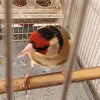 سهره چهارگل جوجه قفس|پرنده|تربت جام, شاهد|دیوار