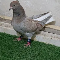 کوهی سرخ دم سفید  گرفتنی