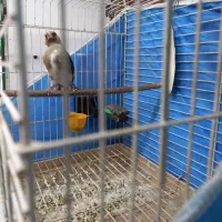 سهره کرمونی دو رگ ، قفس|پرنده|مشهد, شفا|دیوار