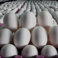 پخش تخم مرغ