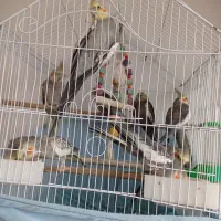 عروس هلندی بالغ نر و ماده و بچه 4ماهه