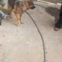 سگ ژرمن ماده