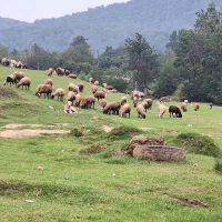 برنج طارم شمال