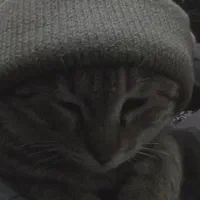 گمشده.گربه ای بنام گرمن|حیوانات|سنقر, |دیوار