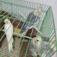 طوطی هلندی مرواریدی