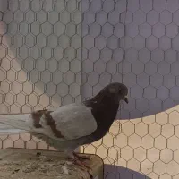 جفت کفتر پرشی