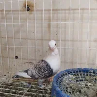 تعدادی کبوتر فروشی|پرنده|بندرعباس, |دیوار