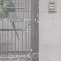 سلام شاه طوطی و ملنگو درجه یک|پرنده|خلیل آباد, |دیوار