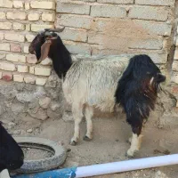 فروش بز دوقلو زا