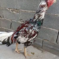 جوجه خروس و مرغ لاری|حیوانات مزرعه|گرگان, |دیوار