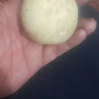 سنگ آسیاب اصل|کلکسیون اشیاء عتیقه|حمیدیا, |دیوار