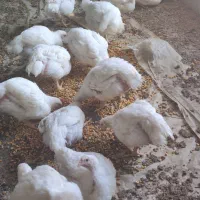 مرغ گوشتی ارگانیک