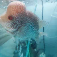 فلاور نر|ماهی|تبریز, |دیوار