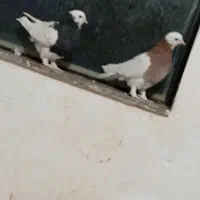 طوقی بی کاکل