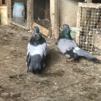 کبوتر نمایشی