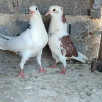 کفتر پرشی|پرنده|گلپایگان, |دیوار
