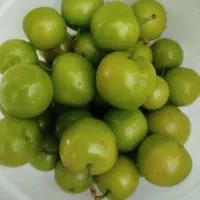 گوجه سبز ۲۰۰ برگ درخت انگور ۱۰۰