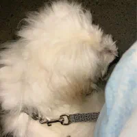 سگ شیتزو تریر|سگ|سیرجان, |دیوار