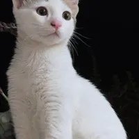 واگذاری گربه