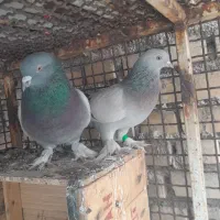 کبوتر ساده پاپر