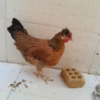 مرغ و خروس