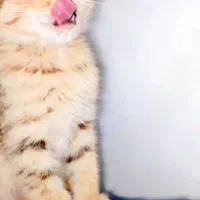 گربه پرشین|گربه|اهواز, کوی مهدیس|دیوار