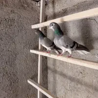 نر و ماده خرقه کیپ