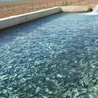 قزل آلا|ماهی|رشت, نامجو|دیوار