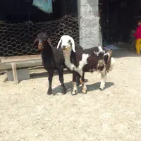 دوعددبر افشاری جنس دوتاباهم یکجا فقط