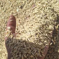فروش جو بذری