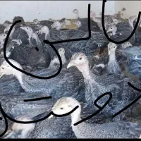 فروش جوجه بوقلمون بابهترین نژادهای موجوددرکشور