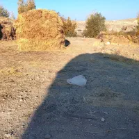 علف و یونجه باغ|خدمات باغبانی و درختکاری|مشگین شهر, |دیوار