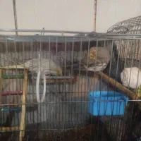 عروس هلندی نر ماده|پرنده|کیار, |دیوار