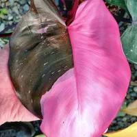 انواع گلهای خاص و کلکسیونی