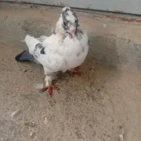 کفتر فروشی|پرنده|بندر کنگان, |دیوار