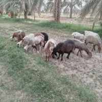 باسلام تعداد سیزده عدد کاور چینی و تعدادی بز|حیوانات مزرعه|کرمان, |دیوار