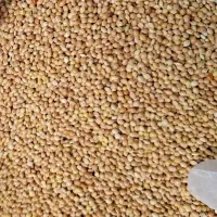 ارزن بیرجندی مخصوص کفتر پرشی تیرماه رسید