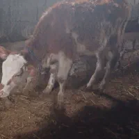 گوساله|حیوانات مزرعه|قره ضیاالدین, |دیوار