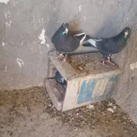 پلنگ دوجفت|پرنده|رفسنجان, |دیوار