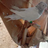 ۸عدد کبوتر باهم دونه ۳۰۰ ۷تا نر یه ماده طوقی الما