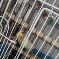 عروس هلندی|پرنده|مشهد, شهرک بهارستان|دیوار