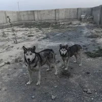 سگ هاسکی نر و ماده