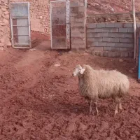 قوچ چهار دندان